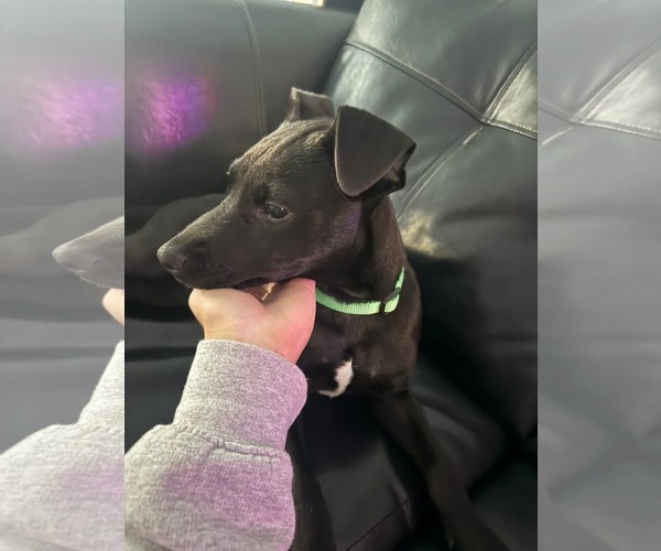 Medium Photo #6 Labrador Retriever-Unknown Mix Puppy For Sale in Holly Springs, NC, USA