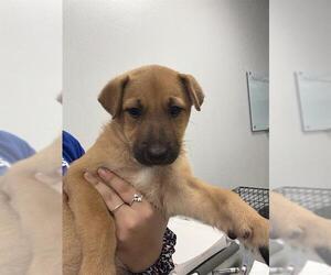 Black Mouth Cur-Labrador Retriever Mix Dogs for adoption in Corpus Christi, TX, USA