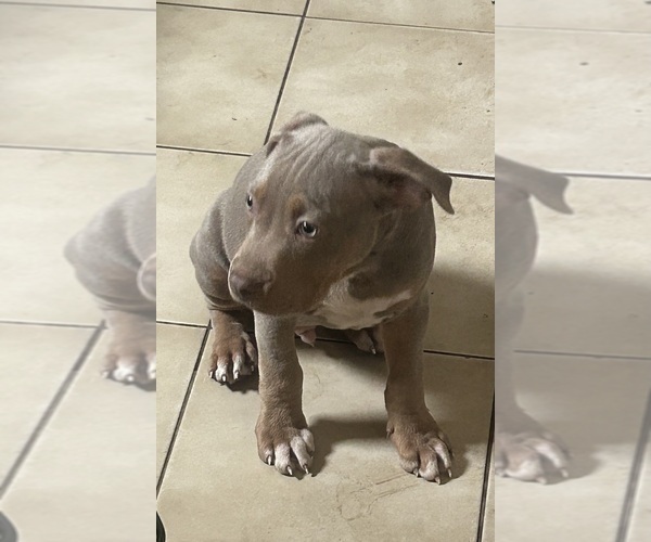 Medium Photo #2 American Bully Puppy For Sale in TRENTON, NJ, USA