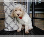 Small #6 Cockapoo