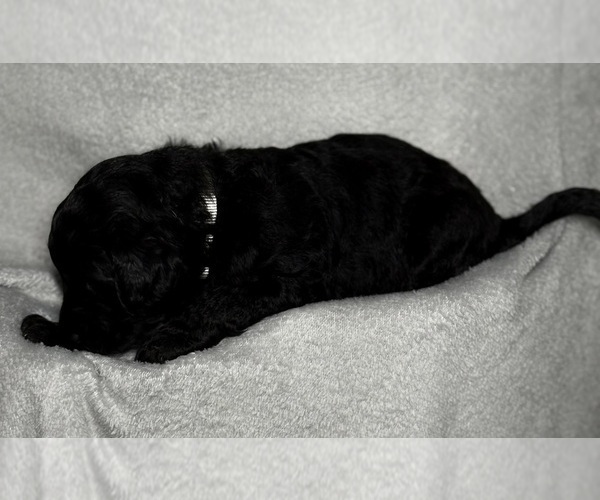 Medium Photo #44 Goldendoodle Puppy For Sale in HOWARD CITY, MI, USA