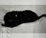Small Photo #44 Goldendoodle Puppy For Sale in HOWARD CITY, MI, USA
