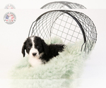 Small Photo #27 Saint Berdoodle Puppy For Sale in LEAVENWORTH, IN, USA