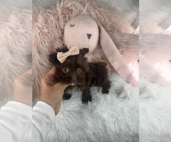 Medium Photo #10 Maltipoo (Miniature) Puppy For Sale in MIAMI BEACH, FL, USA