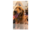 Small Golden Retriever