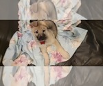 Small Photo #57 German Shepherd Dog Puppy For Sale in ANKENY, IA, USA