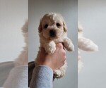 Small Photo #1 Maltipoo Puppy For Sale in CHESAPEAKE, VA, USA