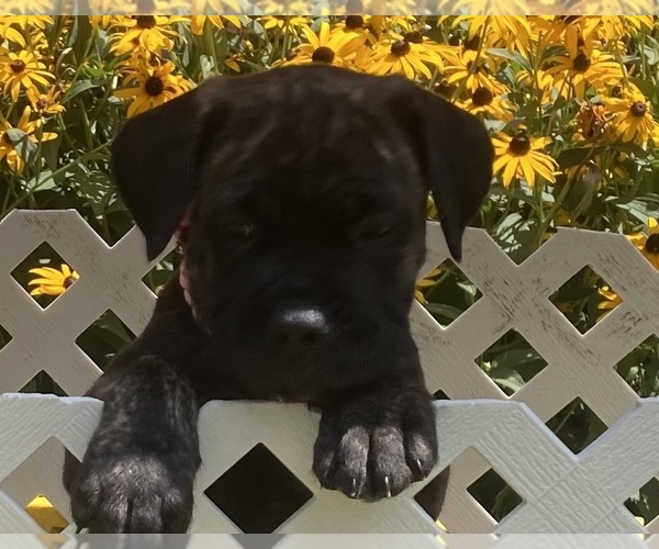 Medium Photo #16 Cane Corso Puppy For Sale in HERRIN, IL, USA