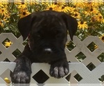 Small #15 Cane Corso