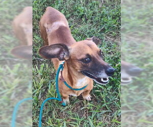 Scout (TX) - Male Dachshund-Unknown Mix Dog for Adoption - Photo #4