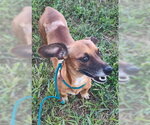 Small Photo #4 Dachshund-Unknown Mix Puppy For Sale in New York, NY, USA