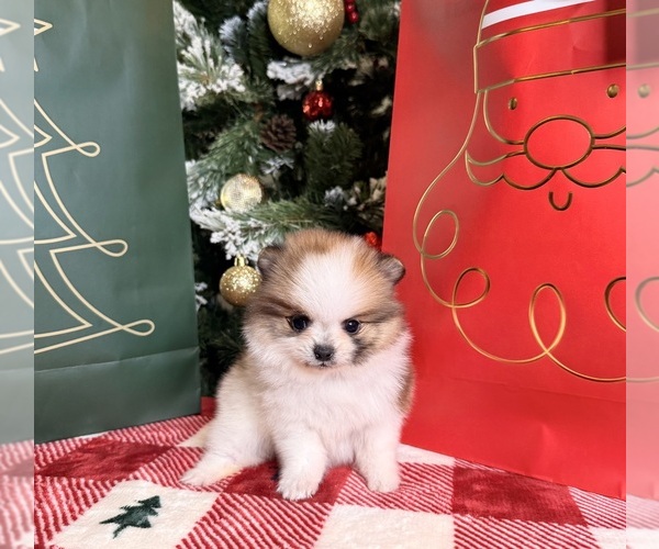 Medium Photo #3 Pomeranian Puppy For Sale in BEVERLY HILLS, CA, USA
