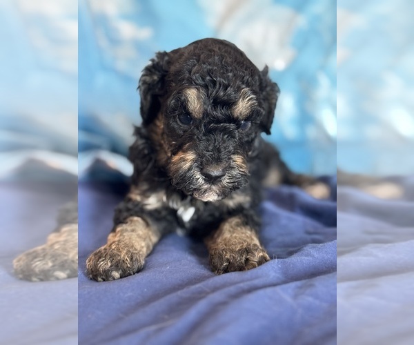 Medium Photo #7 Bernedoodle (Miniature) Puppy For Sale in LONGMONT, CO, USA