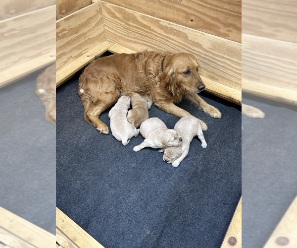 Medium Photo #4 Golden Retriever Puppy For Sale in FAYETTEVILLE, TN, USA