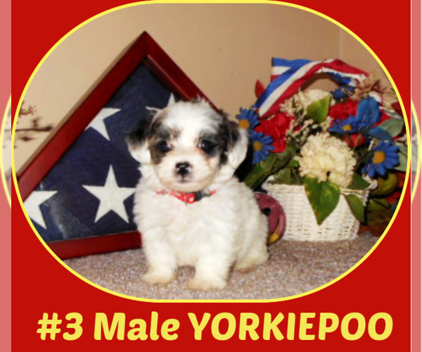 Medium Photo #1 Yorkipoo Puppy For Sale in BOILING SPRINGS, SC, USA