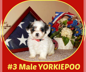 Yorkipoo Puppy for sale in BOILING SPRINGS, SC, USA