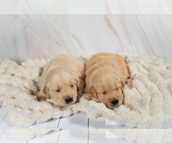 Medium Photo #1 Golden Retriever Puppy For Sale in FRESNO, CA, USA