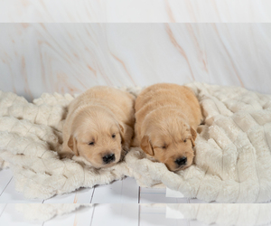Golden Retriever Puppy for sale in FRESNO, CA, USA