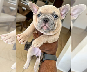 French Bulldog Puppy for Sale in SMYRNA, Georgia USA