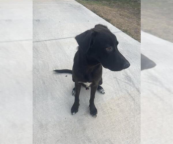 Medium Photo #1 Labrador Retriever-Unknown Mix Puppy For Sale in San Antonio, TX, USA