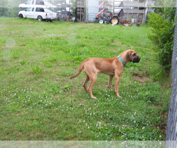 Medium Photo #23 Fila Brasileiro-Great Dane Mix Puppy For Sale in Jasper, AL, USA