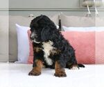 Small Photo #4 Bernedoodle (Miniature) Puppy For Sale in MORGANTOWN, PA, USA