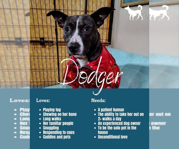 Medium Photo #6 Mutt Puppy For Sale in Utica, NY, USA