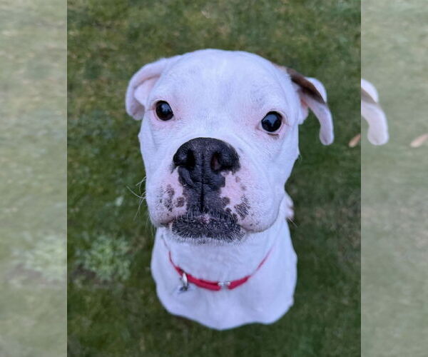 Medium Photo #3 Boxer Puppy For Sale in Stanwood, WA, USA
