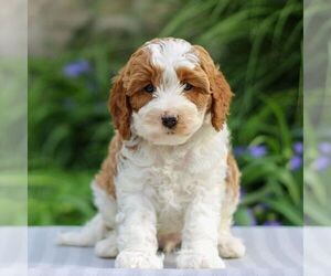 Cavapoo Puppy for sale in EAST EARL, PA, USA