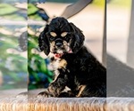 Small Photo #3 Cocker Spaniel Puppy For Sale in VISTA, CA, USA
