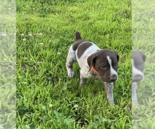Medium Photo #1 German Shorthaired Pointer Puppy For Sale in FREDERICKTOWN, OH, USA
