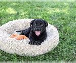 Small #3 Labrador Retriever