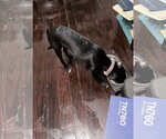 Small #3 Chihuahua-Whippet Mix