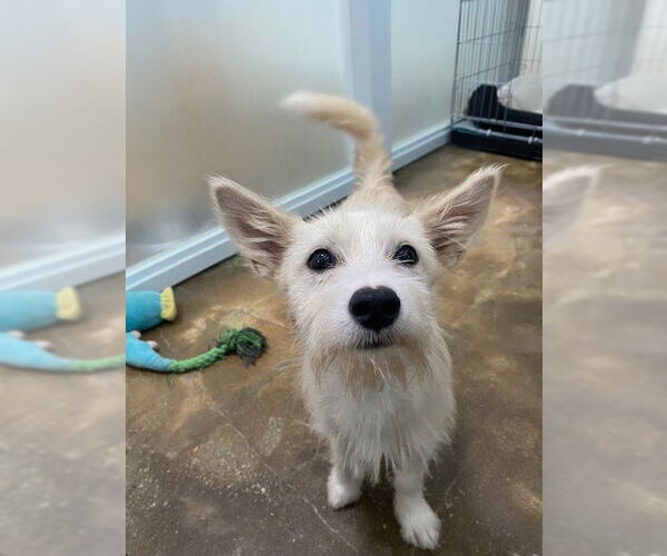 Medium Photo #2 Dachshund-Unknown Mix Puppy For Sale in Agoura Hills, CA, USA