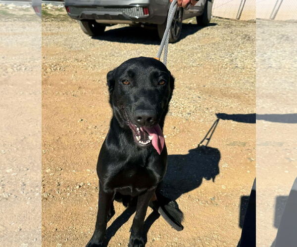 Medium Photo #7 Labrador Retriever-Unknown Mix Puppy For Sale in San Diego, CA, USA