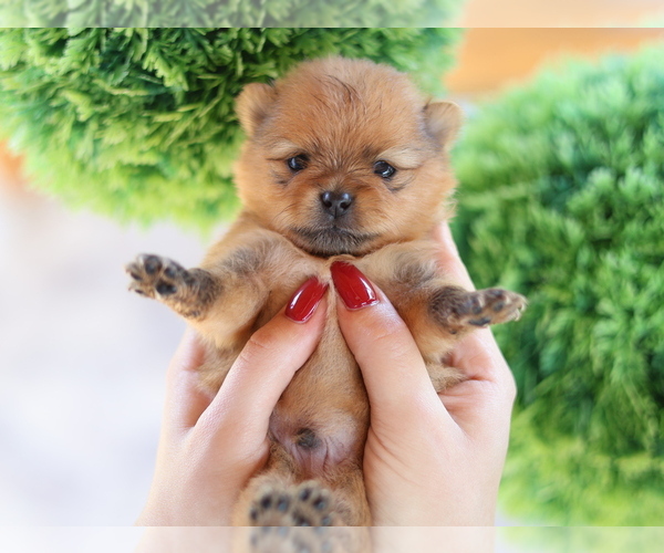 Medium Photo #1 Pomeranian Puppy For Sale in Belgrade, Central Serbia, Serbia