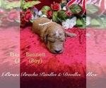 Small #10 Goldendoodle