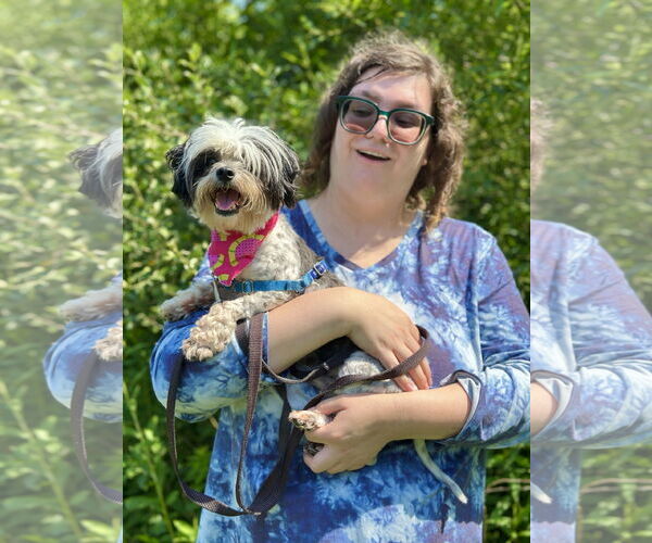 Medium Photo #5 Shih Tzu-Unknown Mix Puppy For Sale in West Cornwall, CT, USA