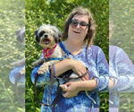 Small #4 Shih Tzu Mix
