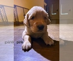 Puppy pink Golden Retriever