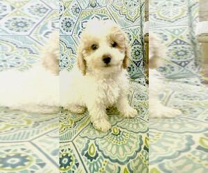 Poodle (Miniature) Puppy for sale in MOUNT CLEMENS, MI, USA