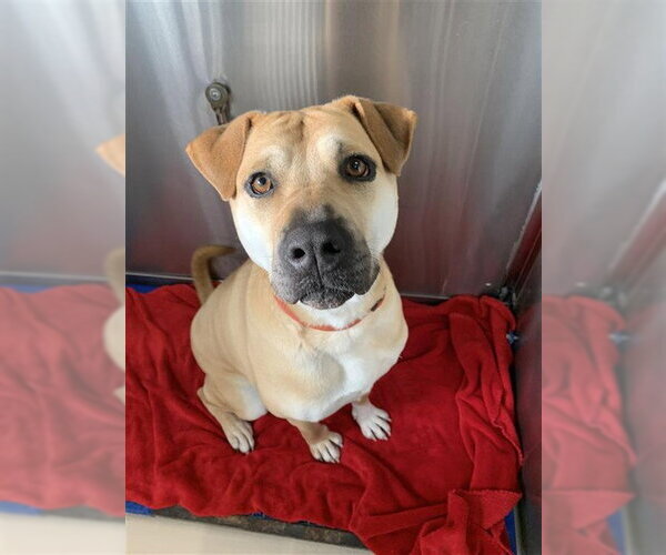 Medium Photo #2 Chinese Shar-Pei-Rottweiler Mix Puppy For Sale in Fairbanks, AK, USA