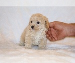 Small #2 Poodle (Toy)