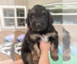 Small Photo #64 Aussiedoodle Puppy For Sale in LONGWOOD, FL, USA