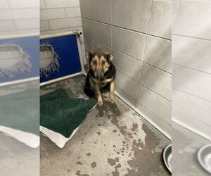 German Shepherd Dog Dogs for adoption in Stockton, CA, USA