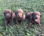 Small Photo #1 Labrador Retriever Puppy For Sale in RUTHERFORDTON, NC, USA