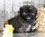 Small Photo #3 Shih Tzu-Silky Tzu Mix Puppy For Sale in MOUNT VERNON, OH, USA