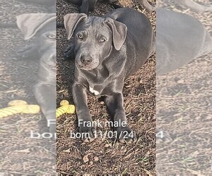 American Pit Bull Terrier Puppy for sale in WEWAHITCHKA, FL, USA