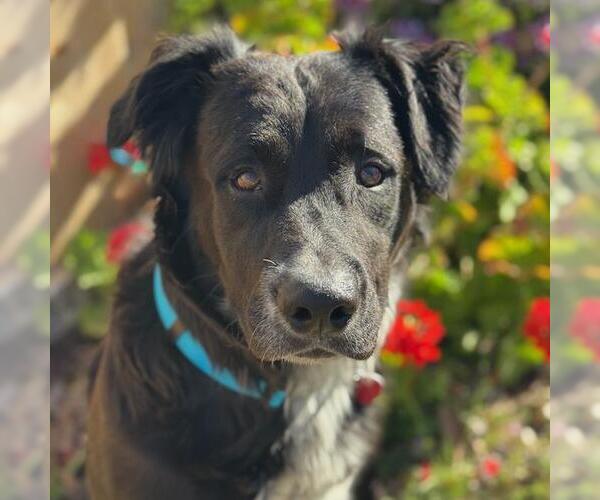 Medium Photo #1 Collie-Unknown Mix Puppy For Sale in San Diego, CA, USA