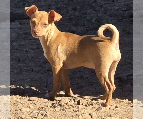 Medium Photo #4 Miniature Pinscher Puppy For Sale in Peralta, NM, USA